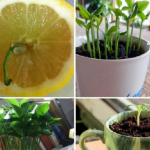 How to plant a lemon