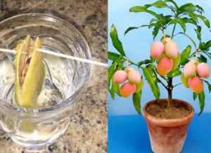 How to Plant a Mango Seed