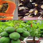 Growing Papaya At Home In Pots